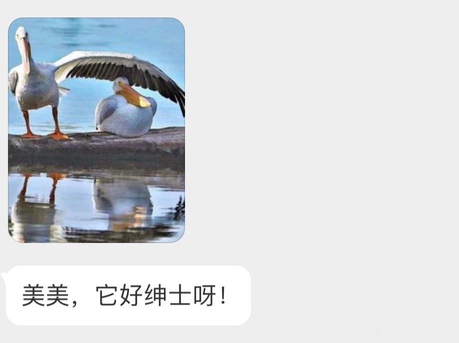 笑死，这只鹈鹕还挺绅士 ​​​