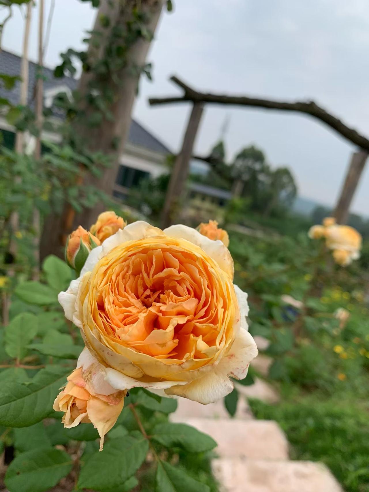 老家的花与生活篱笆岛 篱笆岛水果