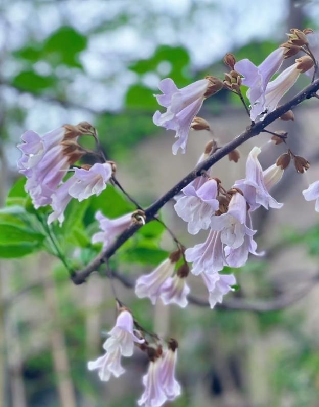 青春回忆1.：梧桐更兼细雨 点点滴滴 怎一个愁字了得[比心]

我十岁转去父母的
