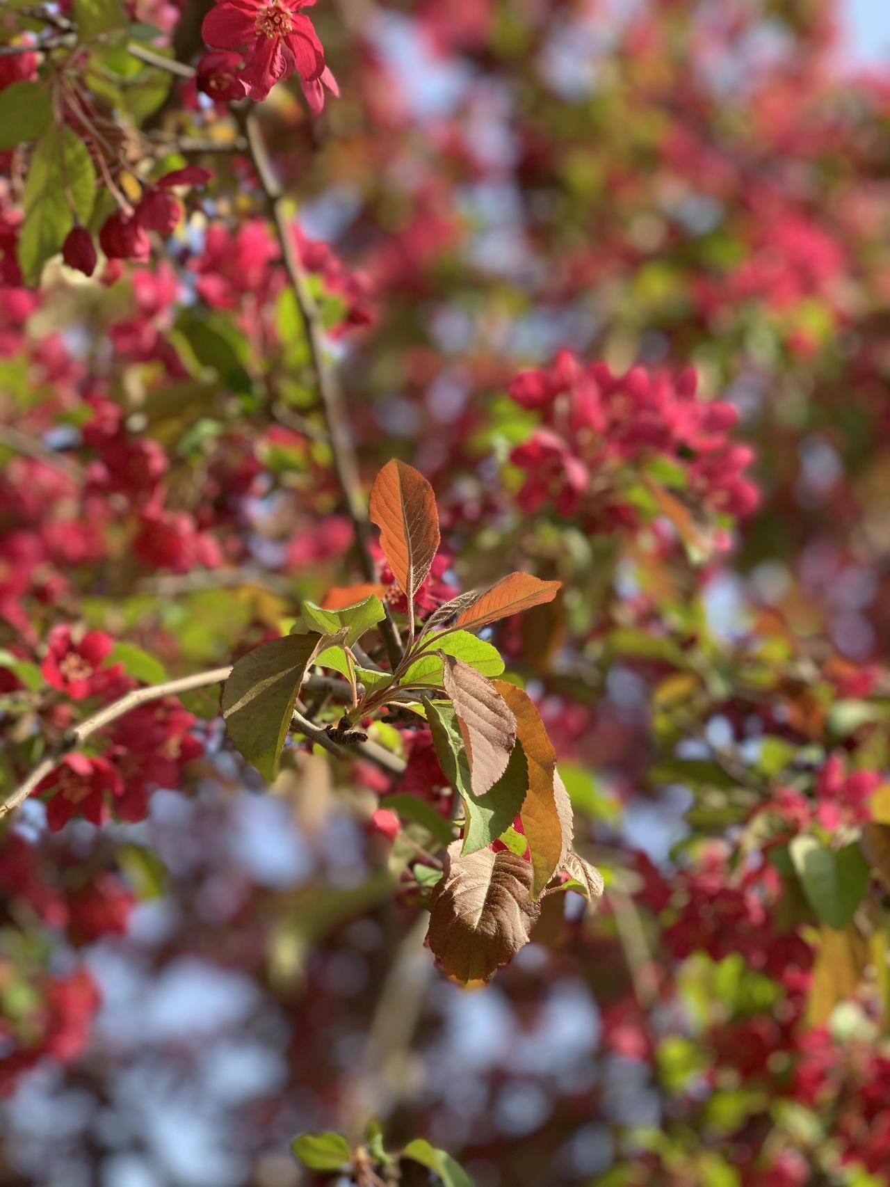 相册里的花花草草公园随手拍，当走进公园门口，不同的味道随风飘来，时而嗅到一种淡淡