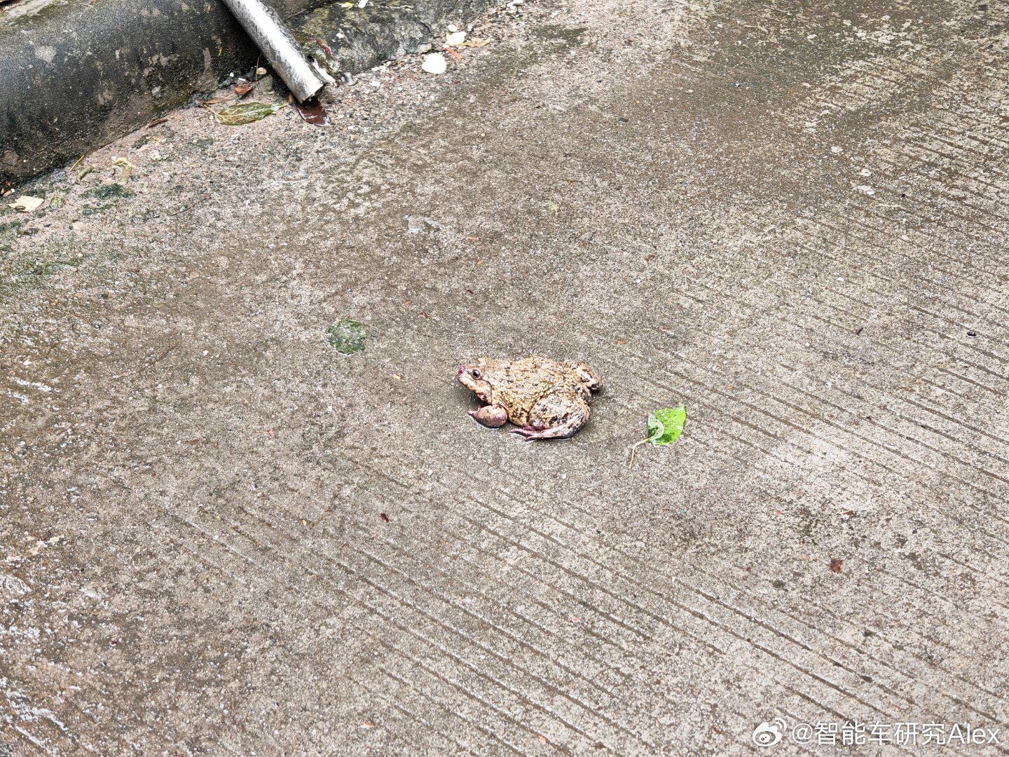 连续下了几场大雨，把蛤蟆给逼出来了🐸好肥啊