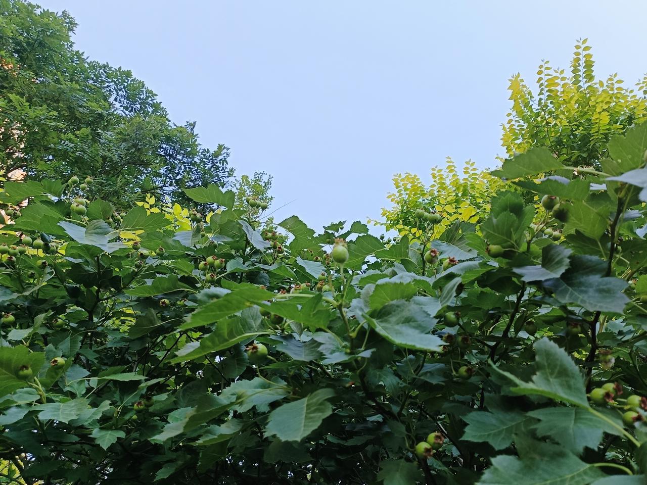 春开白花，夏结青果。
阅四季轮回，享岁月清欢。