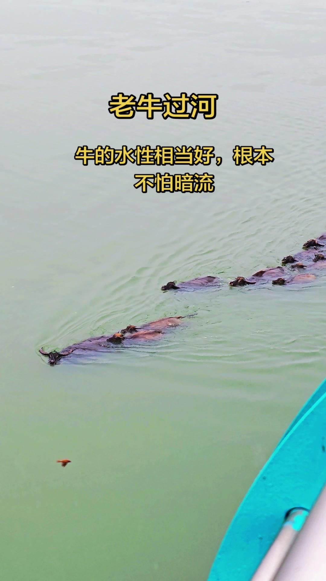 河面平静底下却暗流汹涌？水牛游得超稳！这条河看着平平无奇，没想到水下暗流居然这么