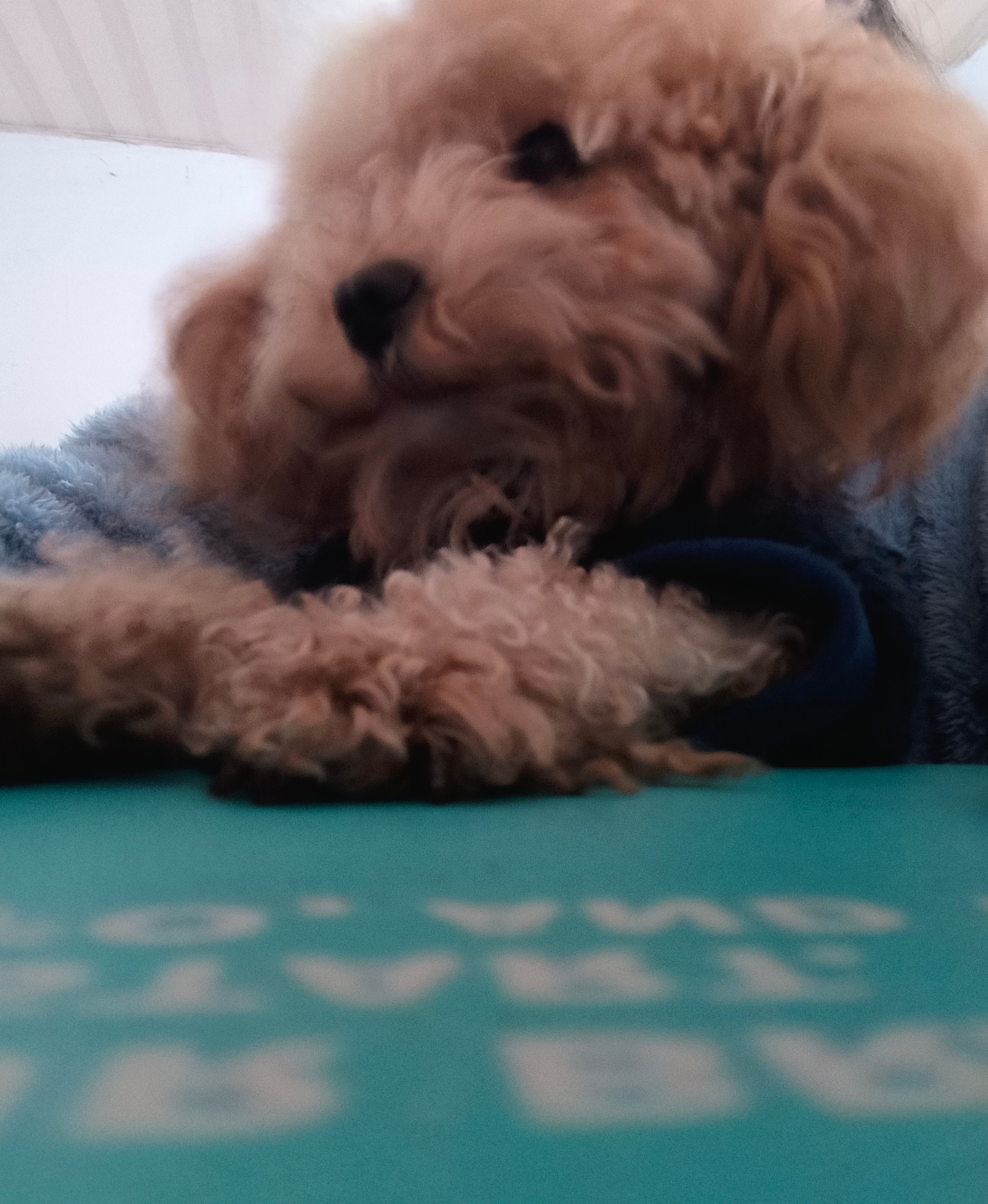 可爱的炸毛小狗（朋友家的） 