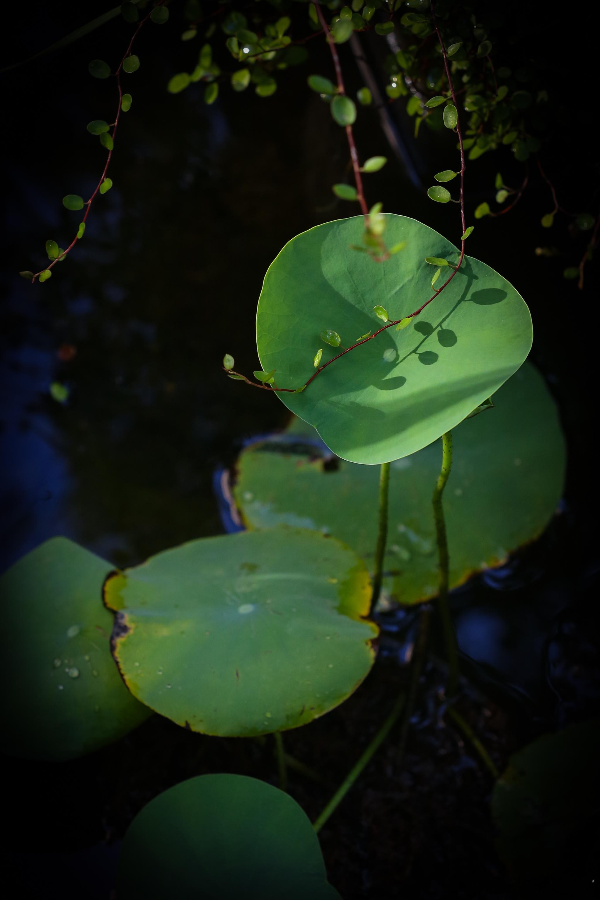这热烈的夏天清凉躲在角落里等你发现今日份我的花园植物日常记录我的花园夏天花草烟台