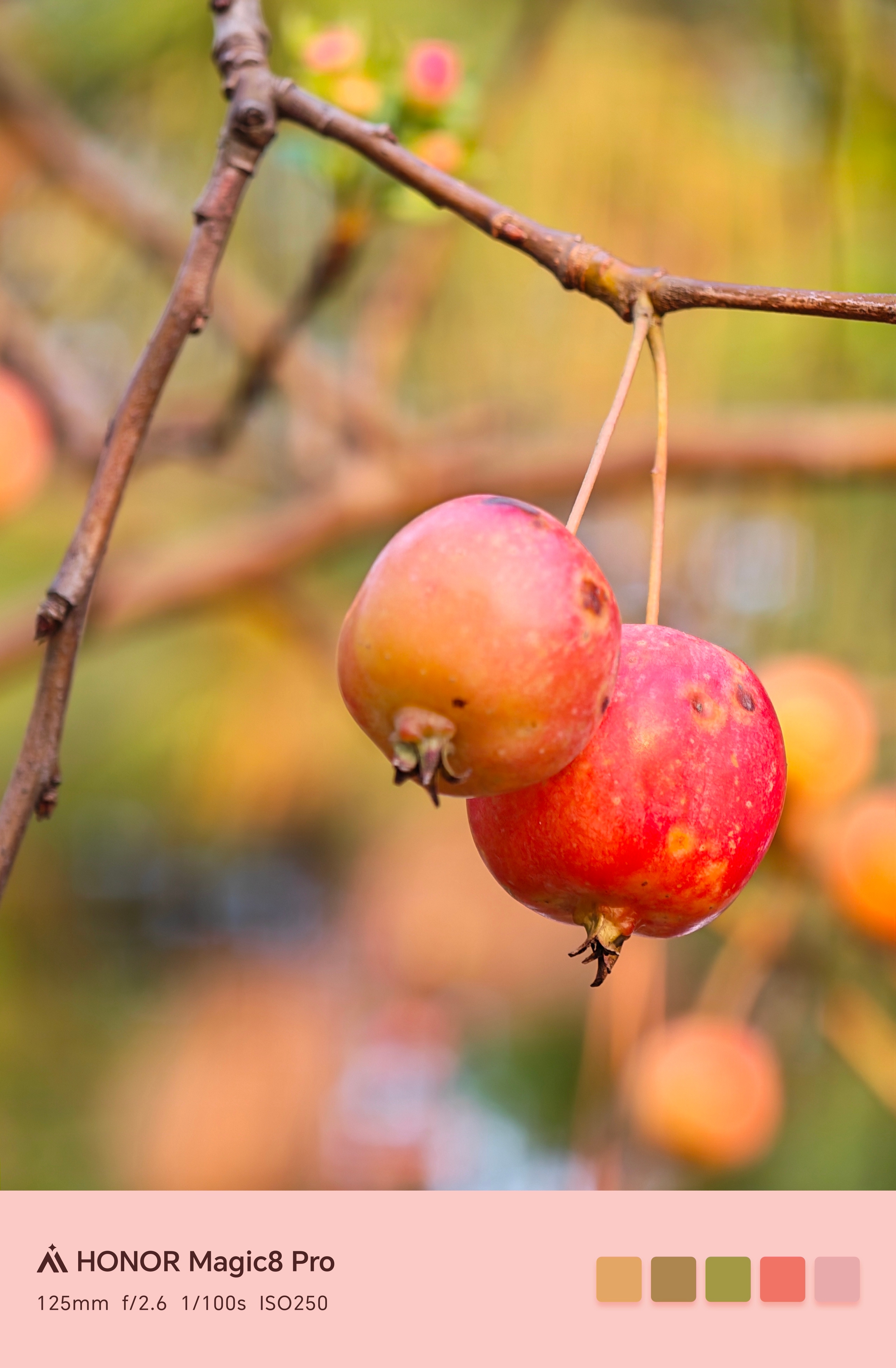 公园遛狗看到满树的果子，边上还有家长带着孩子好奇的尝了尝，说有点酸。问了问Mag