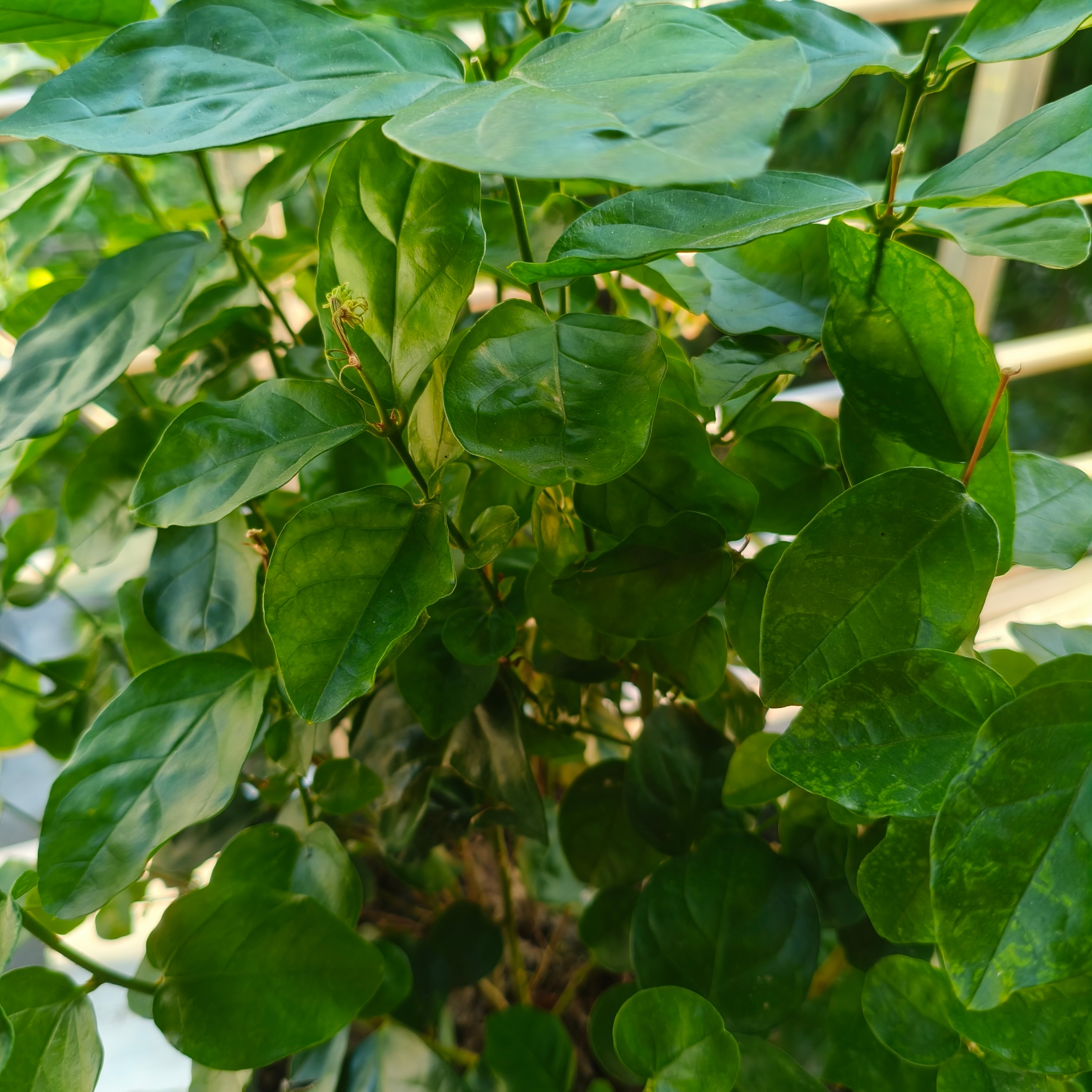 感觉我的茉莉要被我养死了 