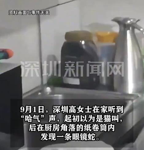 “太吓人了!”深圳一女子在厨房忙活时，听到奇怪的哈气声，起初以为是小猫，过了一会