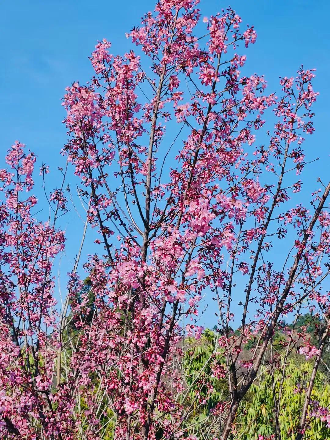 樱花盛开，春意盎然！🌸🌸🌸