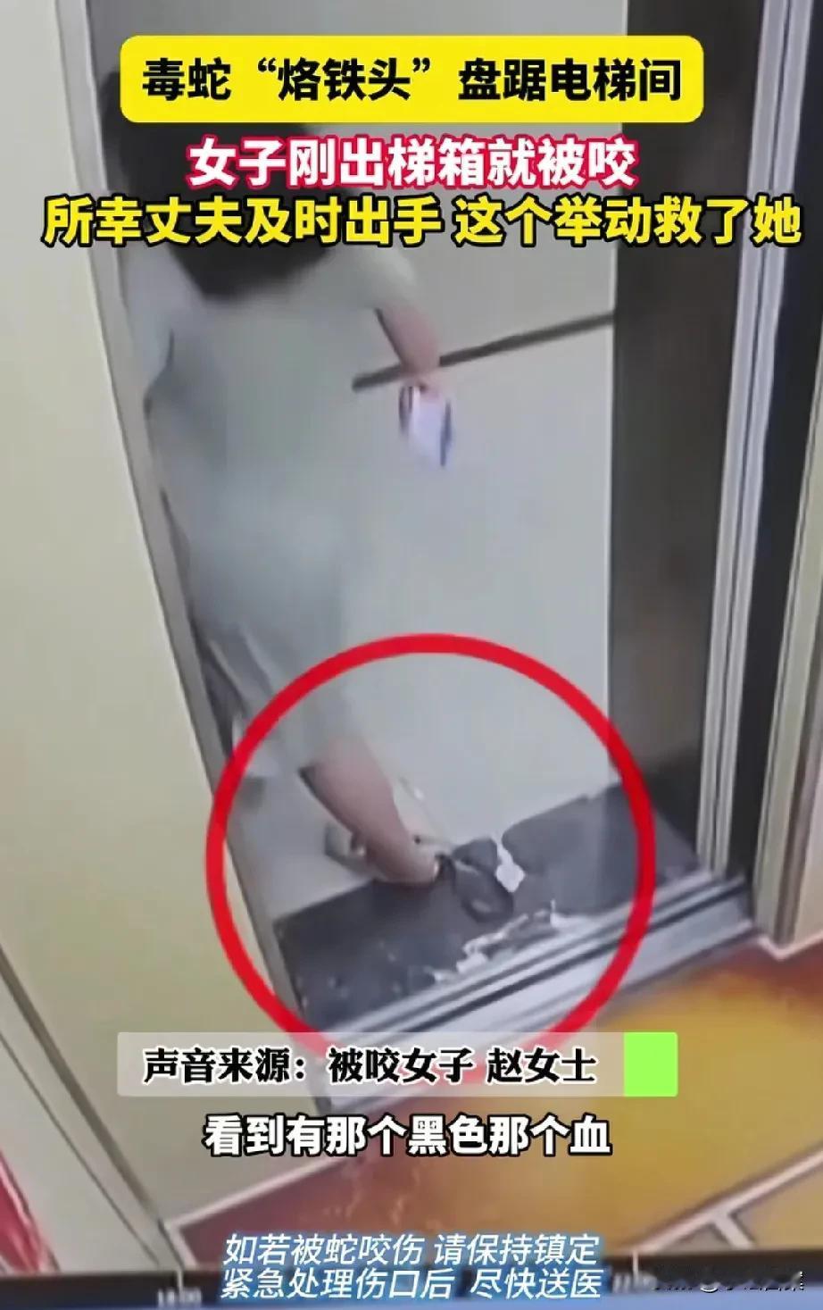 这让人怎么防？山城重庆，女子随丈夫下楼，两人一前一后跨出电梯箱，没想到一条毒蛇就