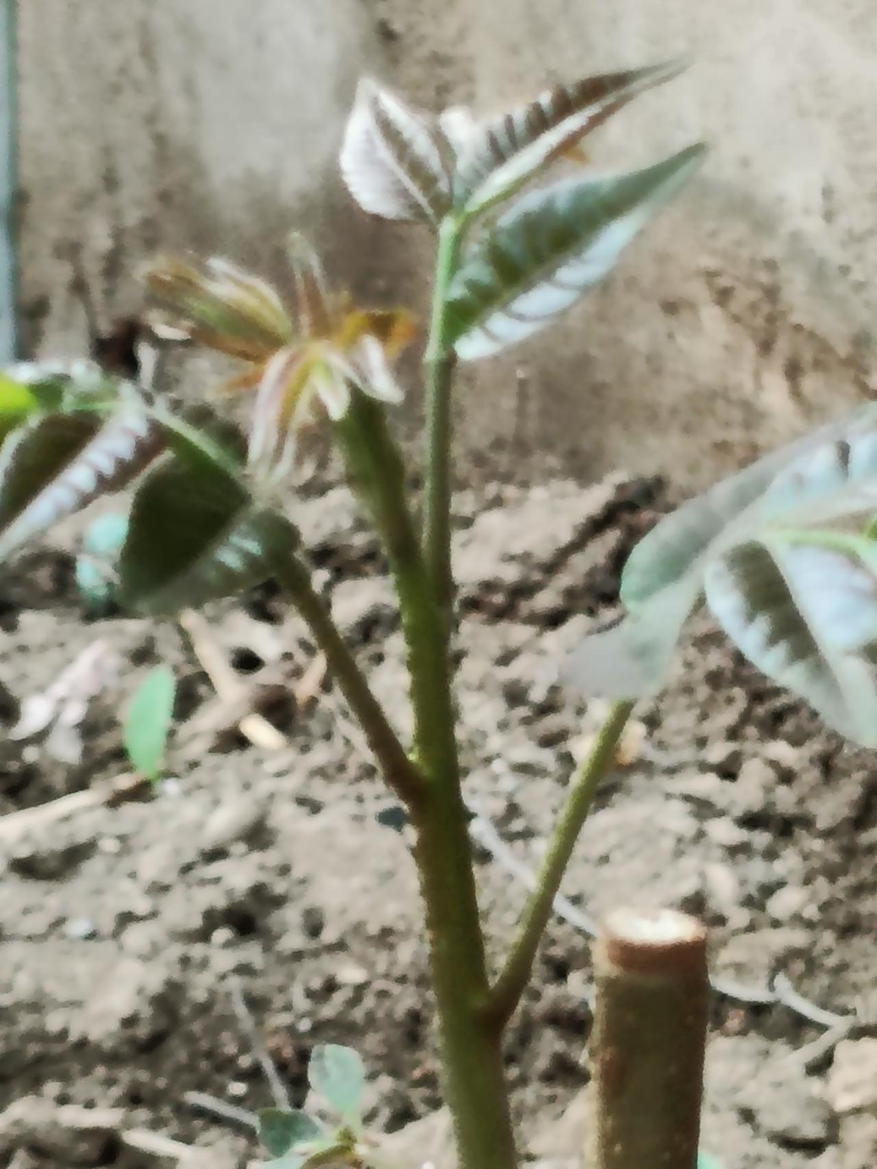 今日随手拍新芽破土，向阳而生，每一寸生长都藏着向上的力量。