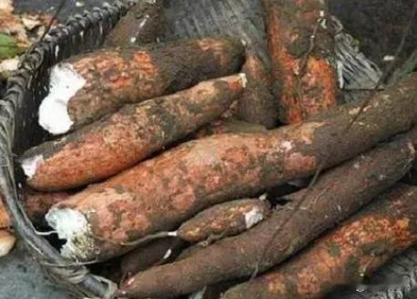 木薯可以毒死人，为什么非洲人还要大量种植，他们就不怕中毒吗？

你可能不知道，年