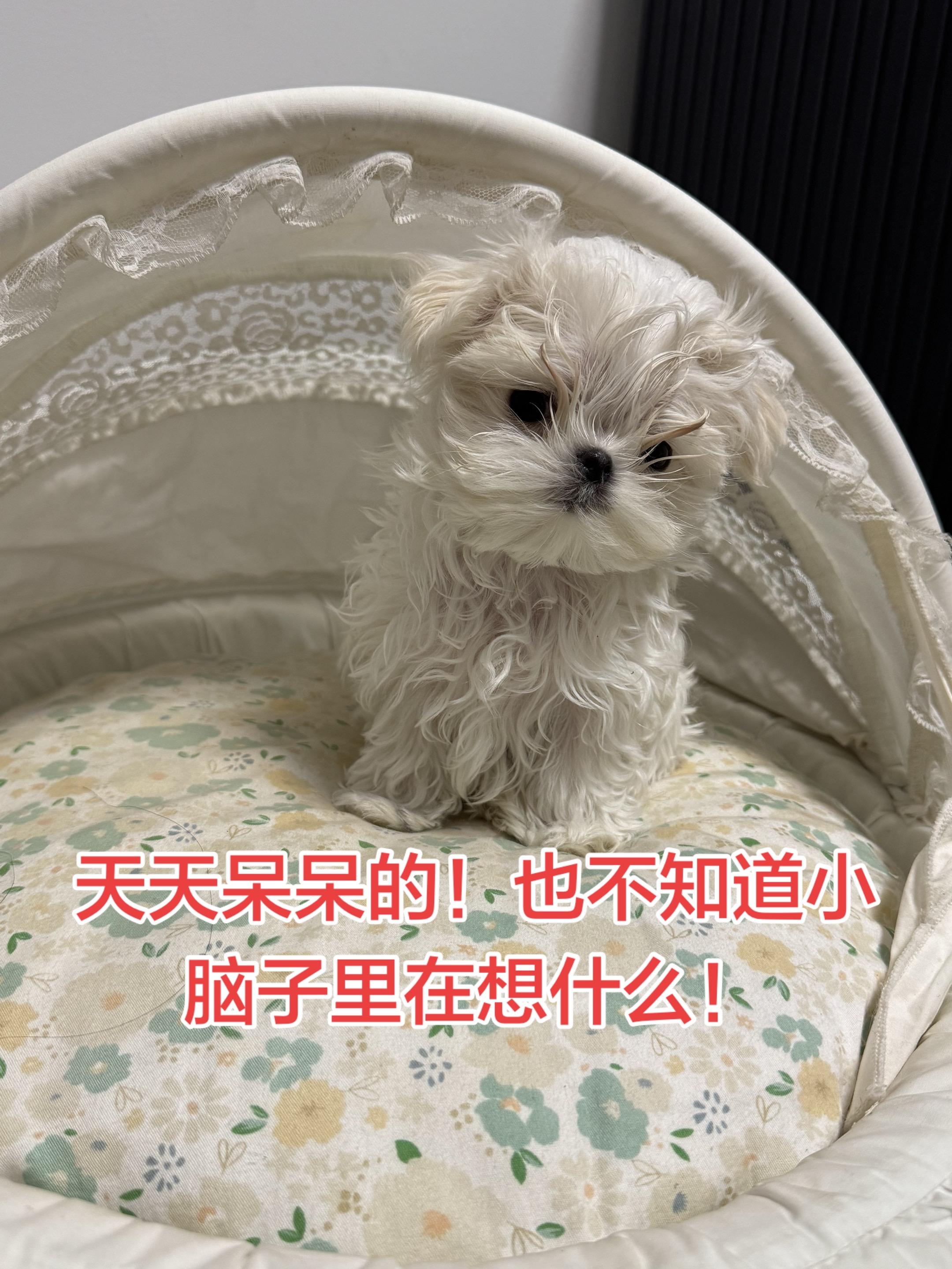 这个表情看一遍笑一遍！