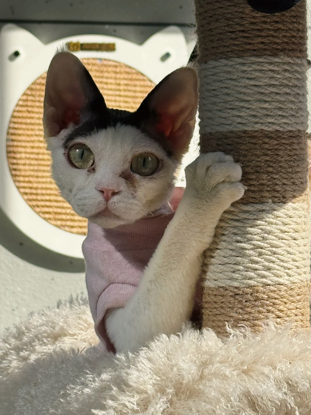 猫是猫，德文猫是德文猫