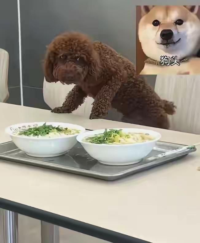 这最终还是没有扛得住舆论的压力，这昨天还在说辽宁沈阳铁西区的一家餐厅，这被就餐的