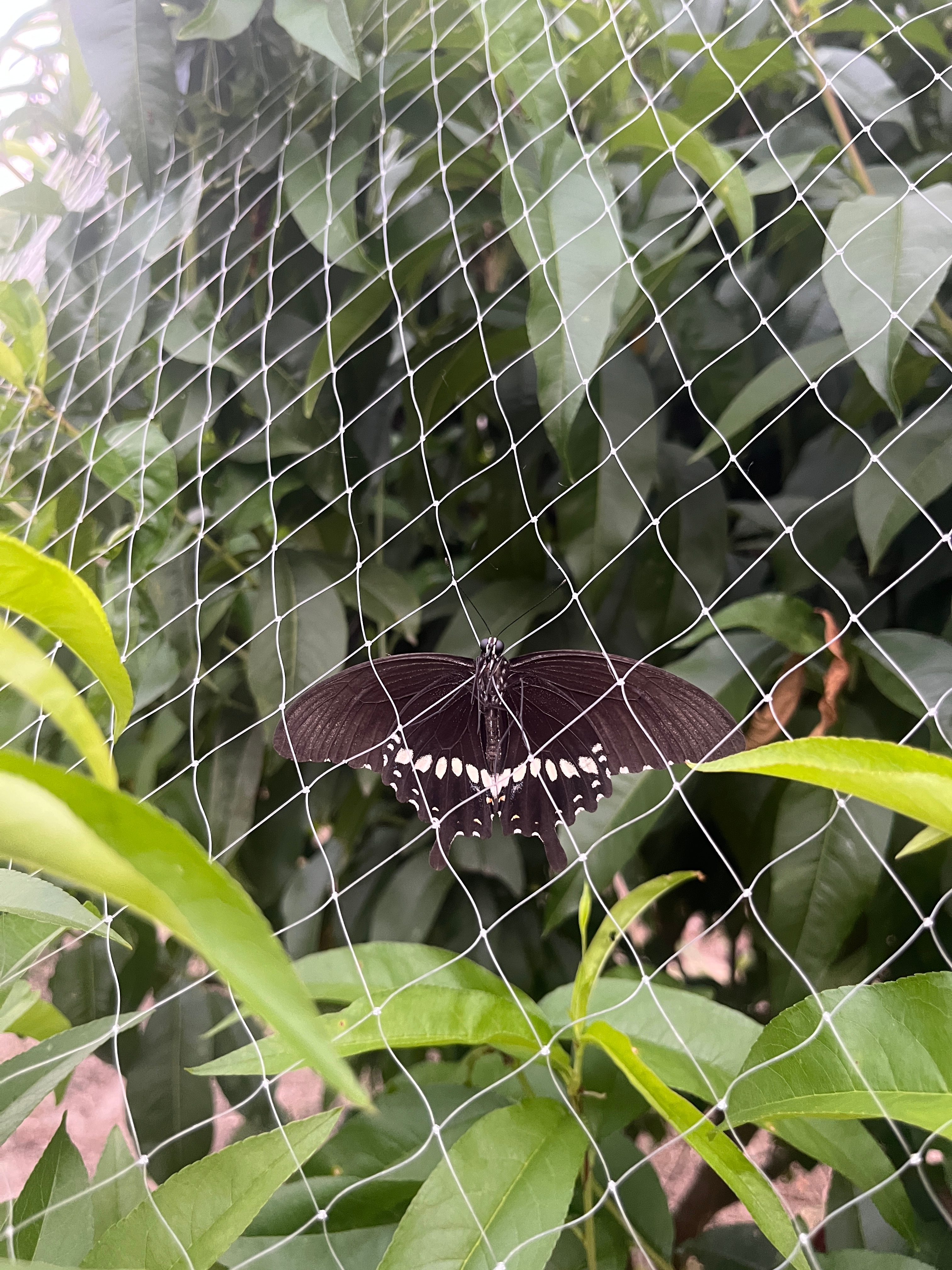 生活手记好对称的蝴蝶🦋🦋 