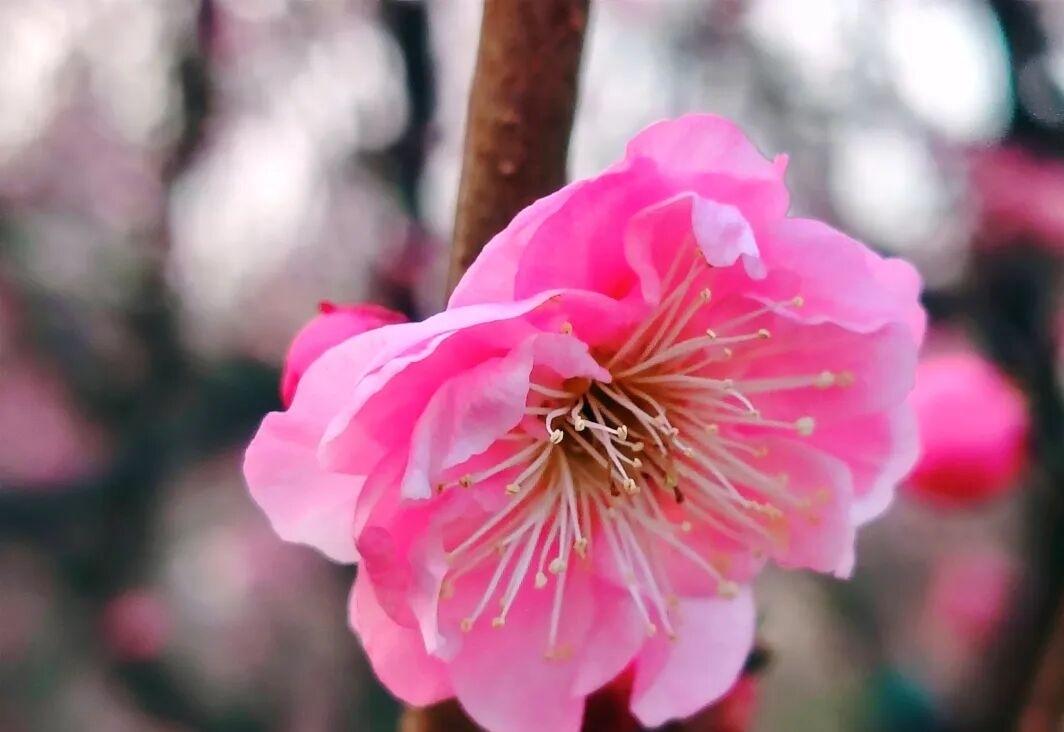 如何看待马斯克申报100万颗卫星我觉得马斯克这个做法非常恶毒，这是把其他国家划上