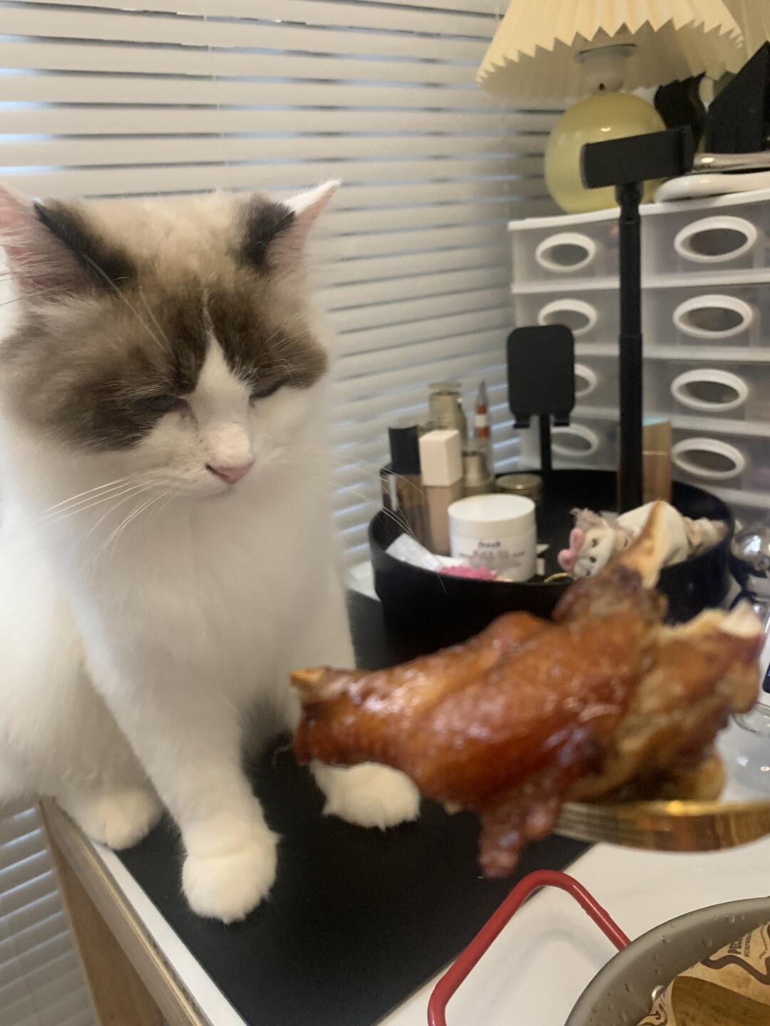我的猫要流口水啦🤤