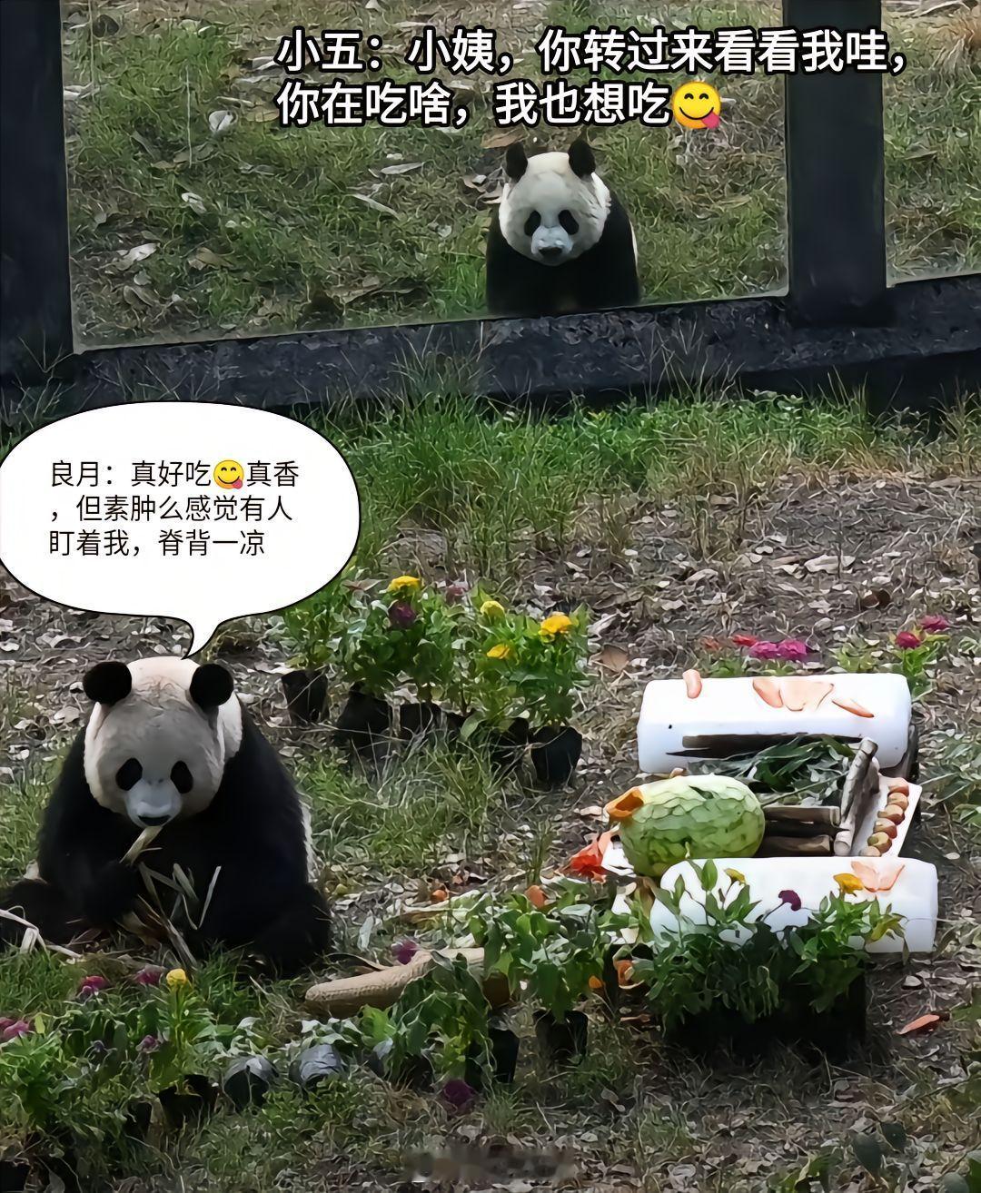 良月生日出圈的母子二熊。祝良月生日快乐！生日蛋糕馋哭隔壁母子，又是被隔壁母子惦记