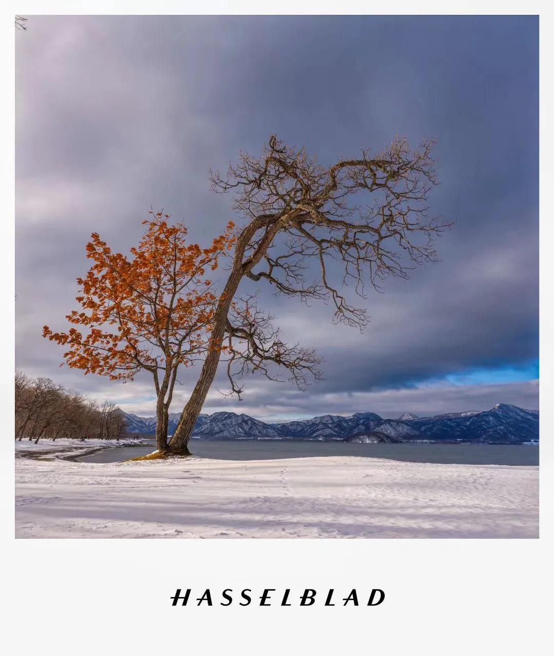 这棵树很有意思，右边光秃秃，左边叶满满。
（朱悦Michael苏垦生化）

看来