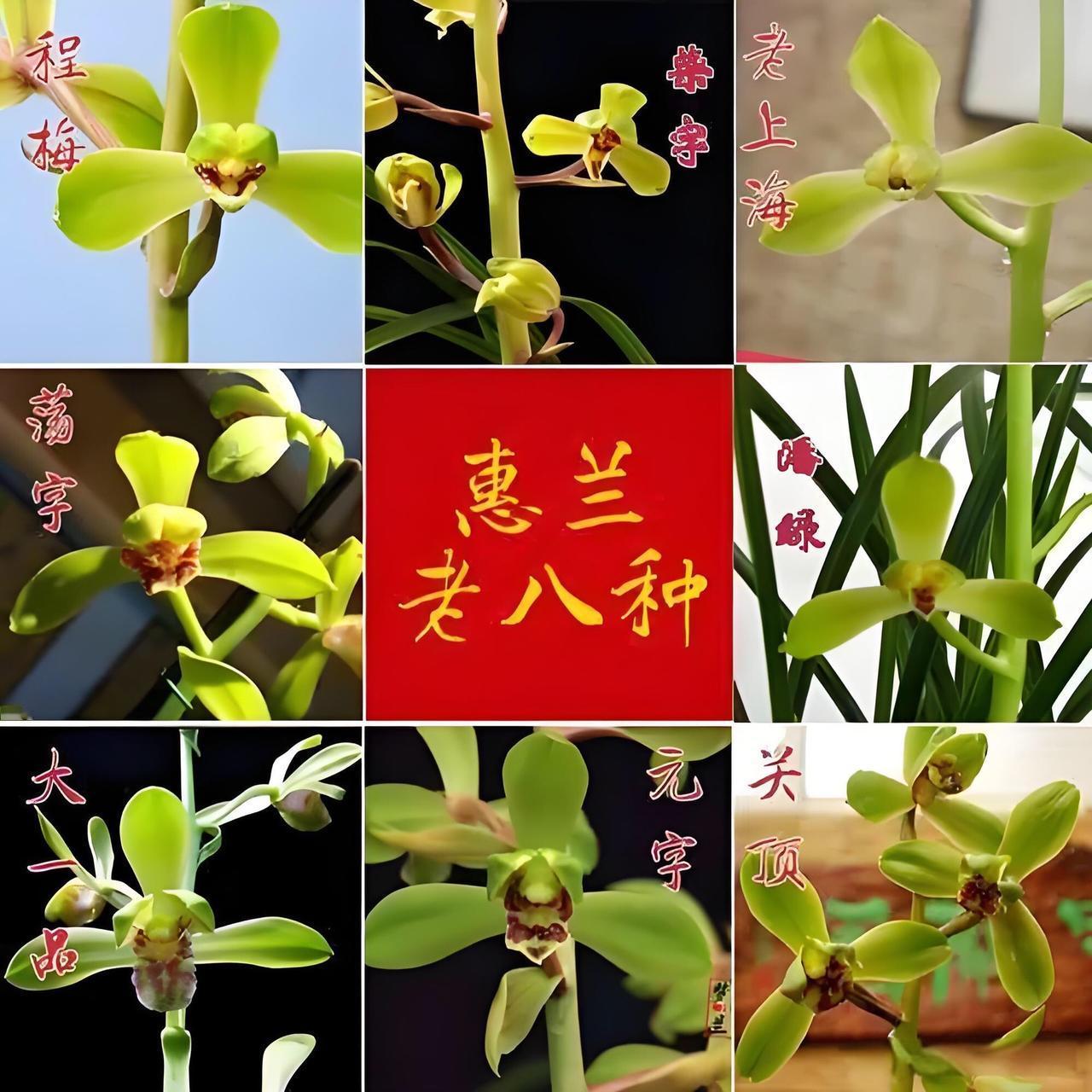 春兰老八种，蕙兰老八种