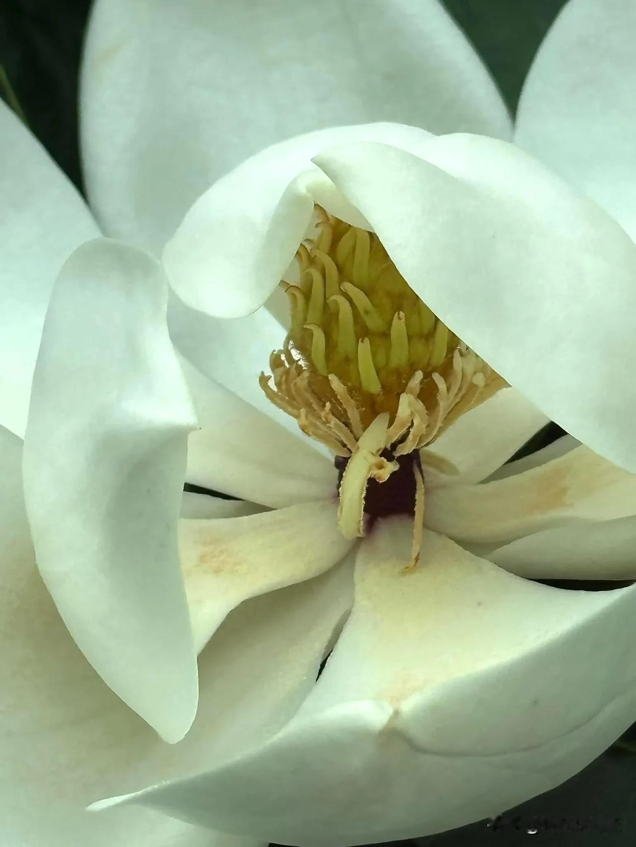 Magnolia grandiflora 又名洋玉兰
家里旺～八不放～一定要知道