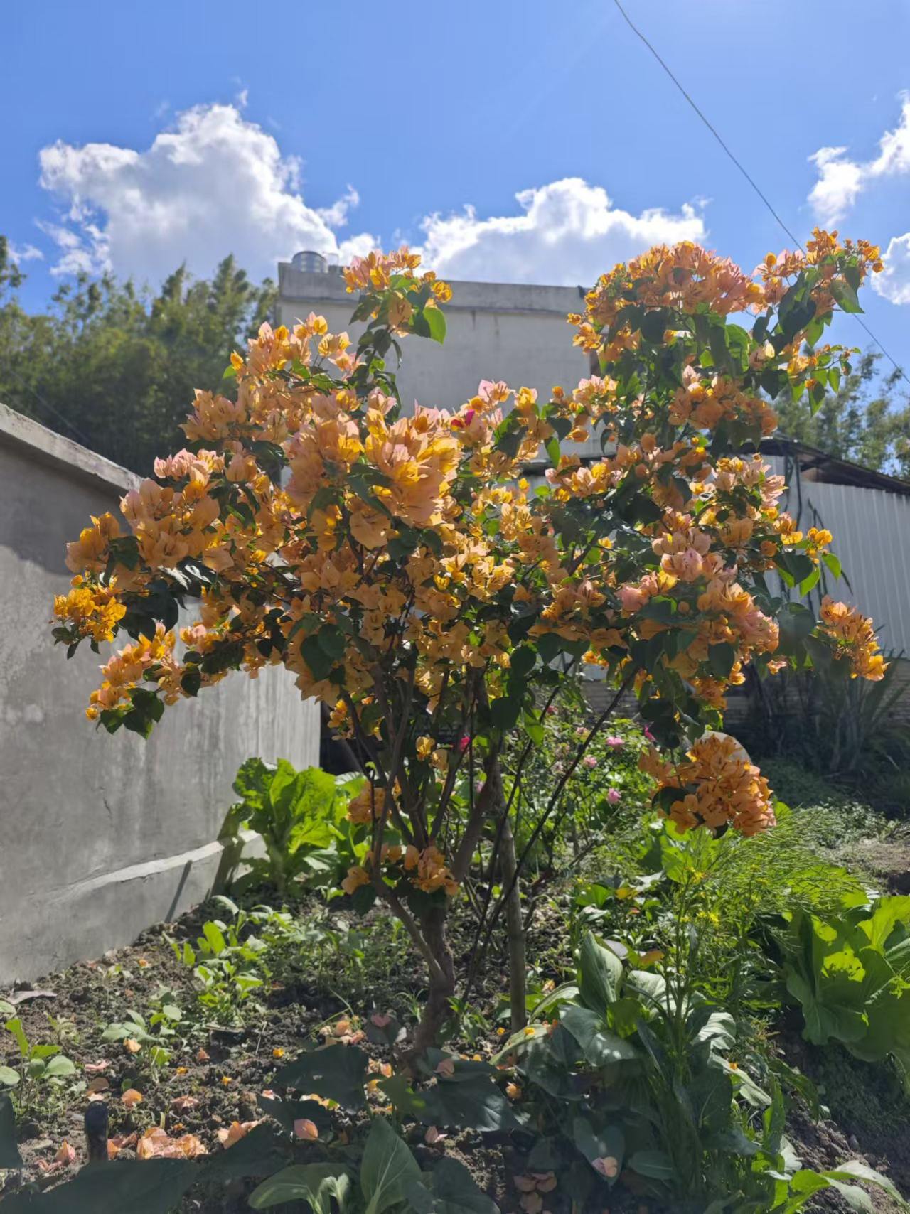 盛开的花朵