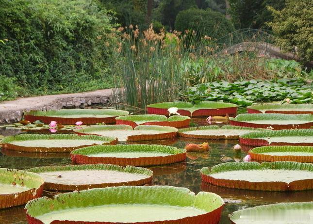 【西安植物园】西安植物园内池水潺湲、林木苍翠。琳琅满目的植物植于造型奇特、颜色鲜
