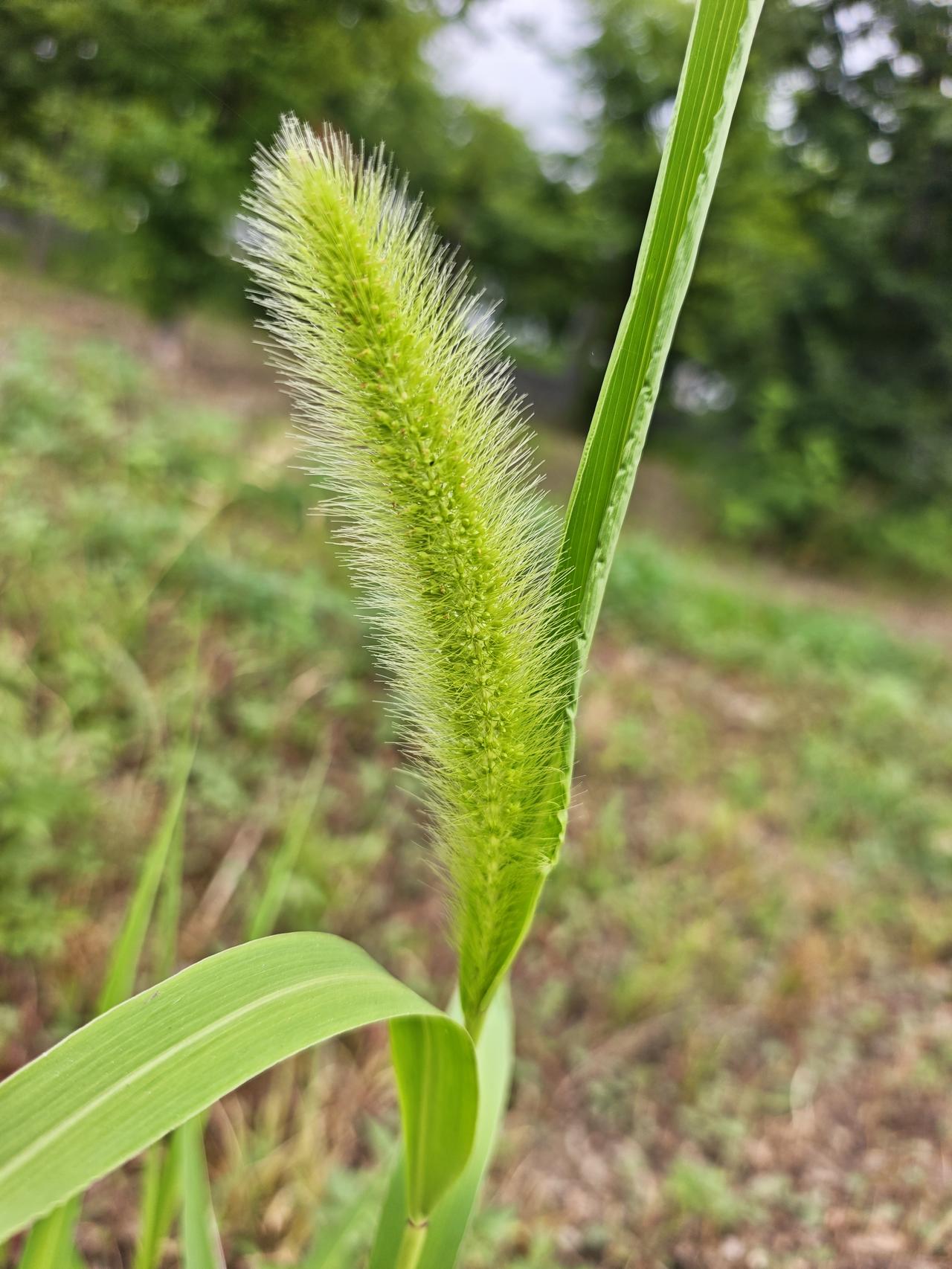 随拍花卉分享狗尾草秆直立或基部倾斜，高10-100厘米；叶片扁平呈长三角状狭披针