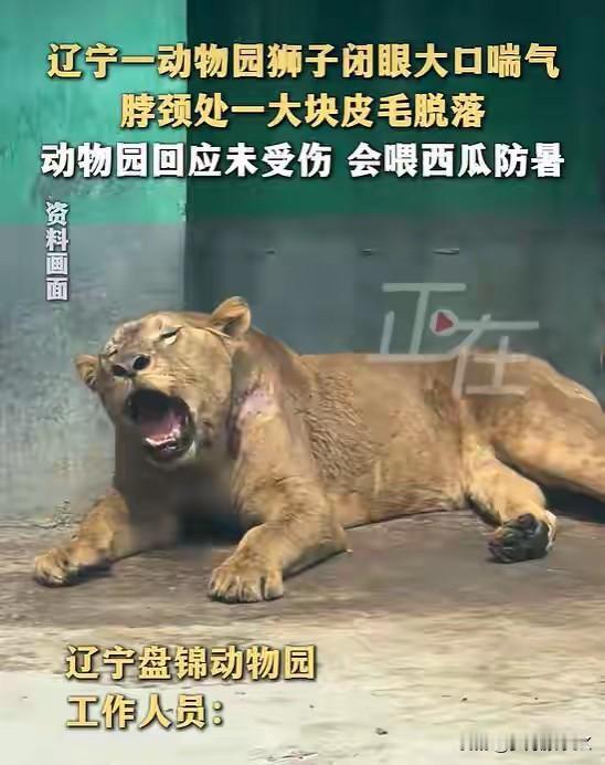 这天气热得离谱，连动物园的狮子都烦躁不安，给它们装空调或风扇的想法挺有意思。之前