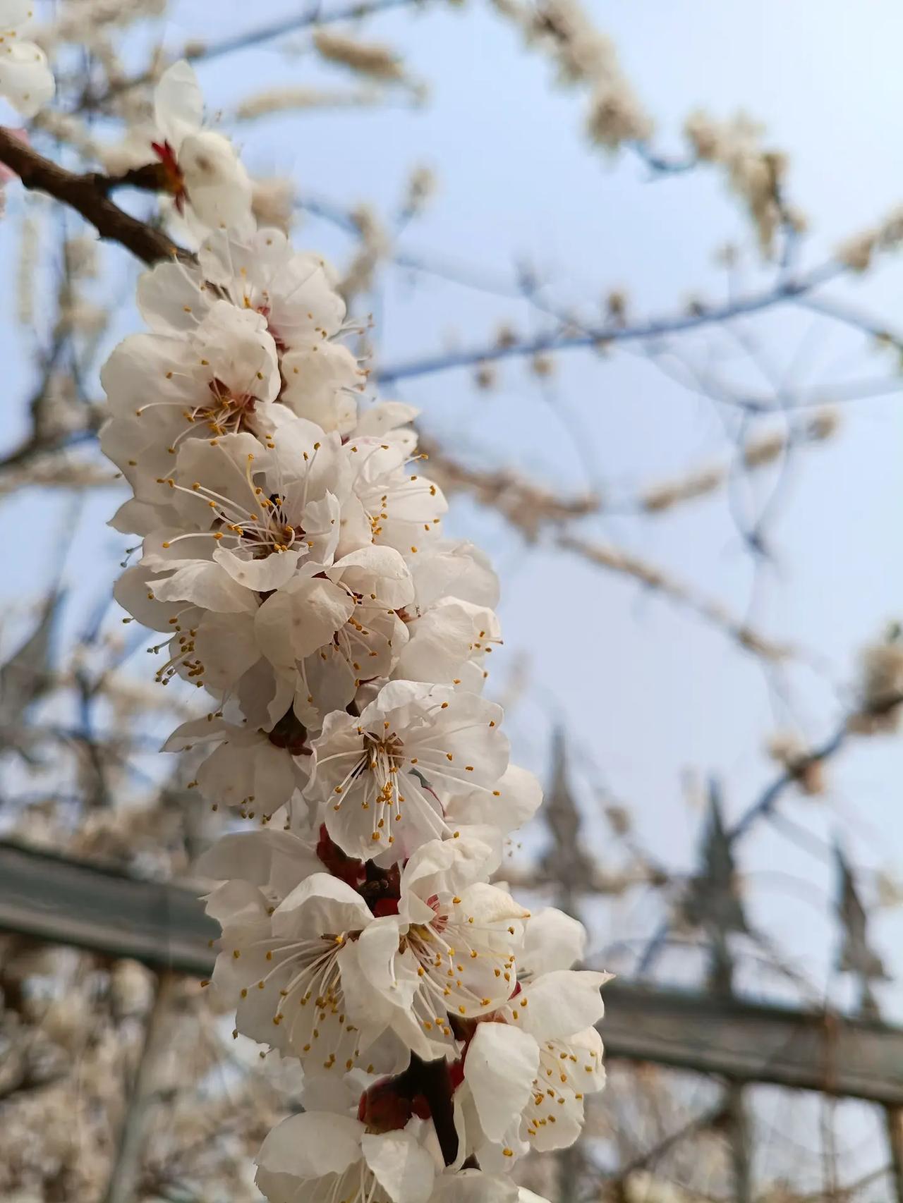 春暖花开。李子花还是杏花？白色的真实生活分享计划 春暖花开