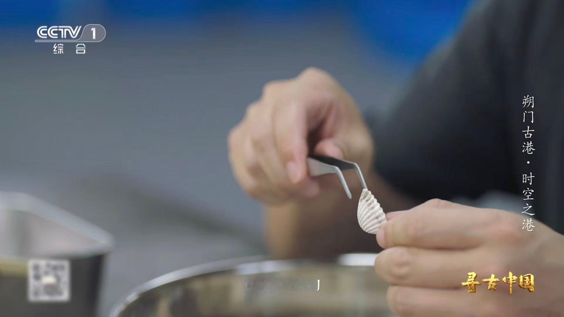 温州一千多年前就流行嗦螺了古人也吃血蛤 温州古港遗址惊现“千年外卖单”？贝类骨头