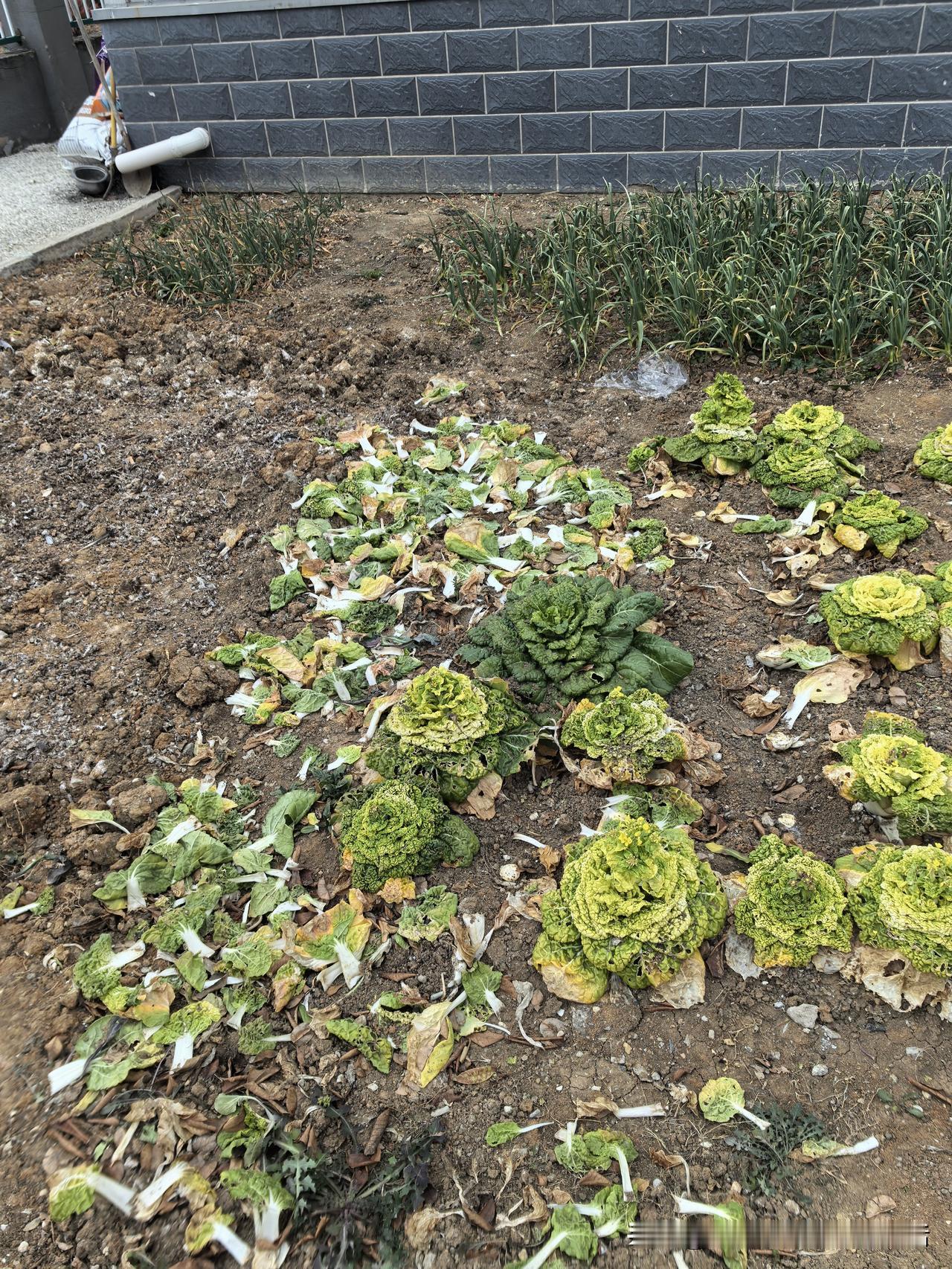 来了来了，正好看到这个话题，那就分享一下我在单位种的小菜园。