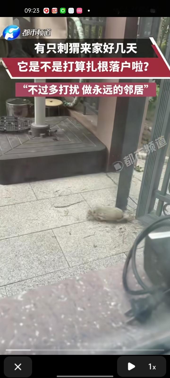 9月16日，沧州河间市。网友发视频表示，院子里经常有小刺猬来这玩，有时还会偷吃猫