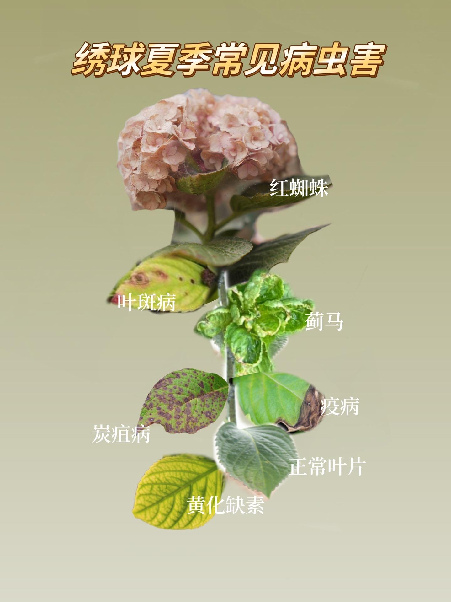 绣球夏季常见6种病虫害。1、炭疽病 识别：叶片上像是烟头烫过的斑点，后...
