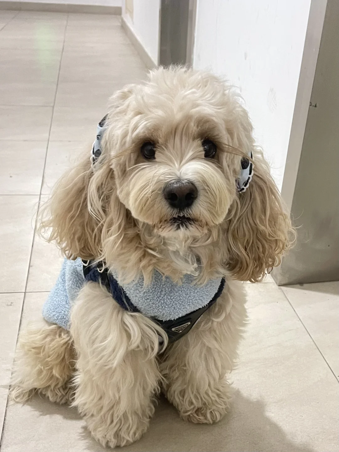 小狗出街 后划有惊喜
