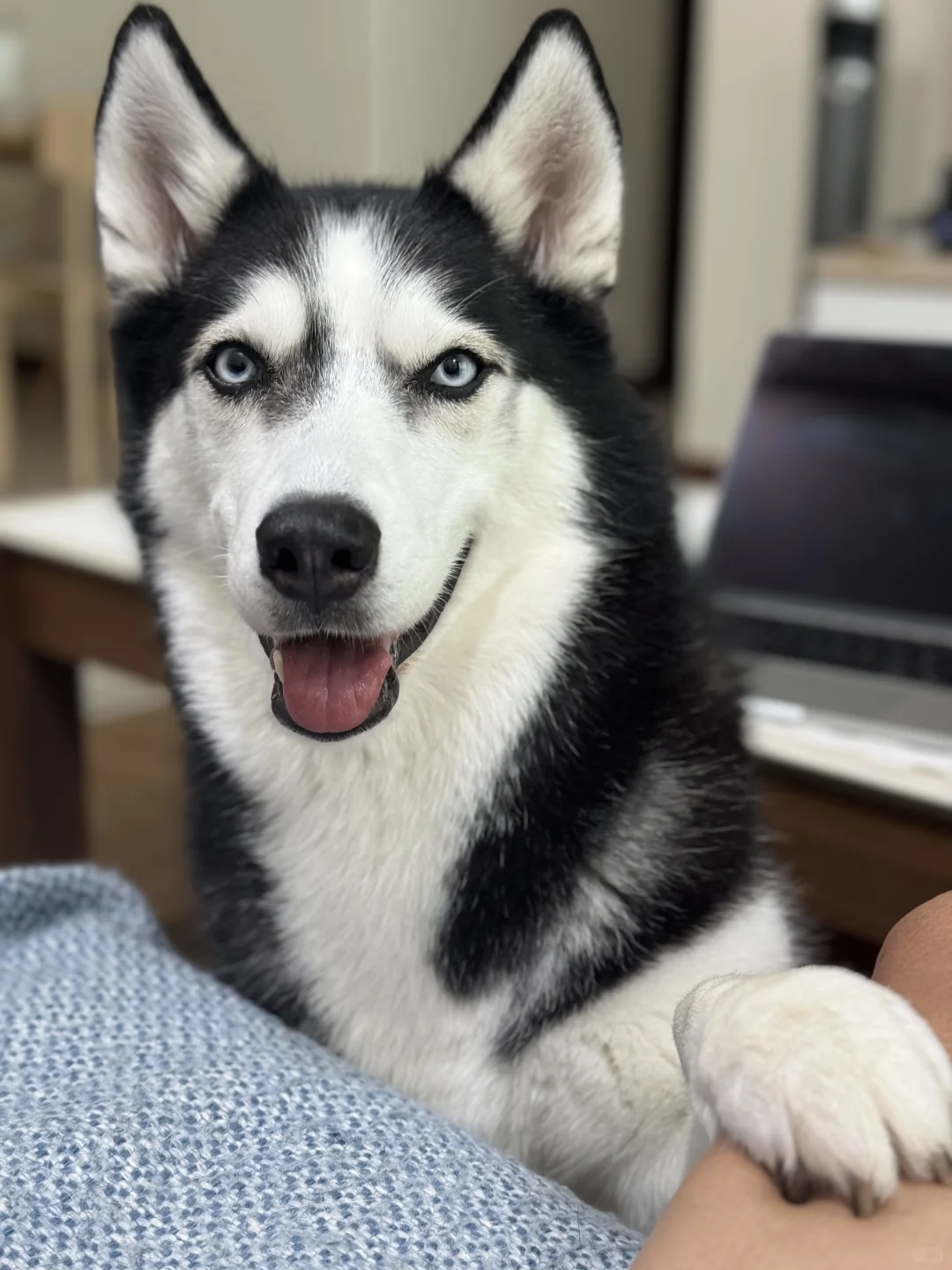 有这样的小狗 你