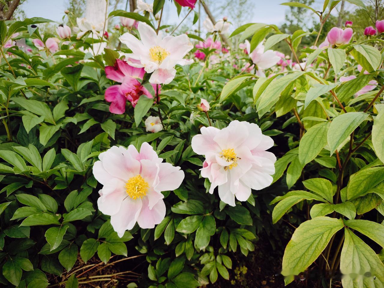 分享一张你拍的花，什么花都行