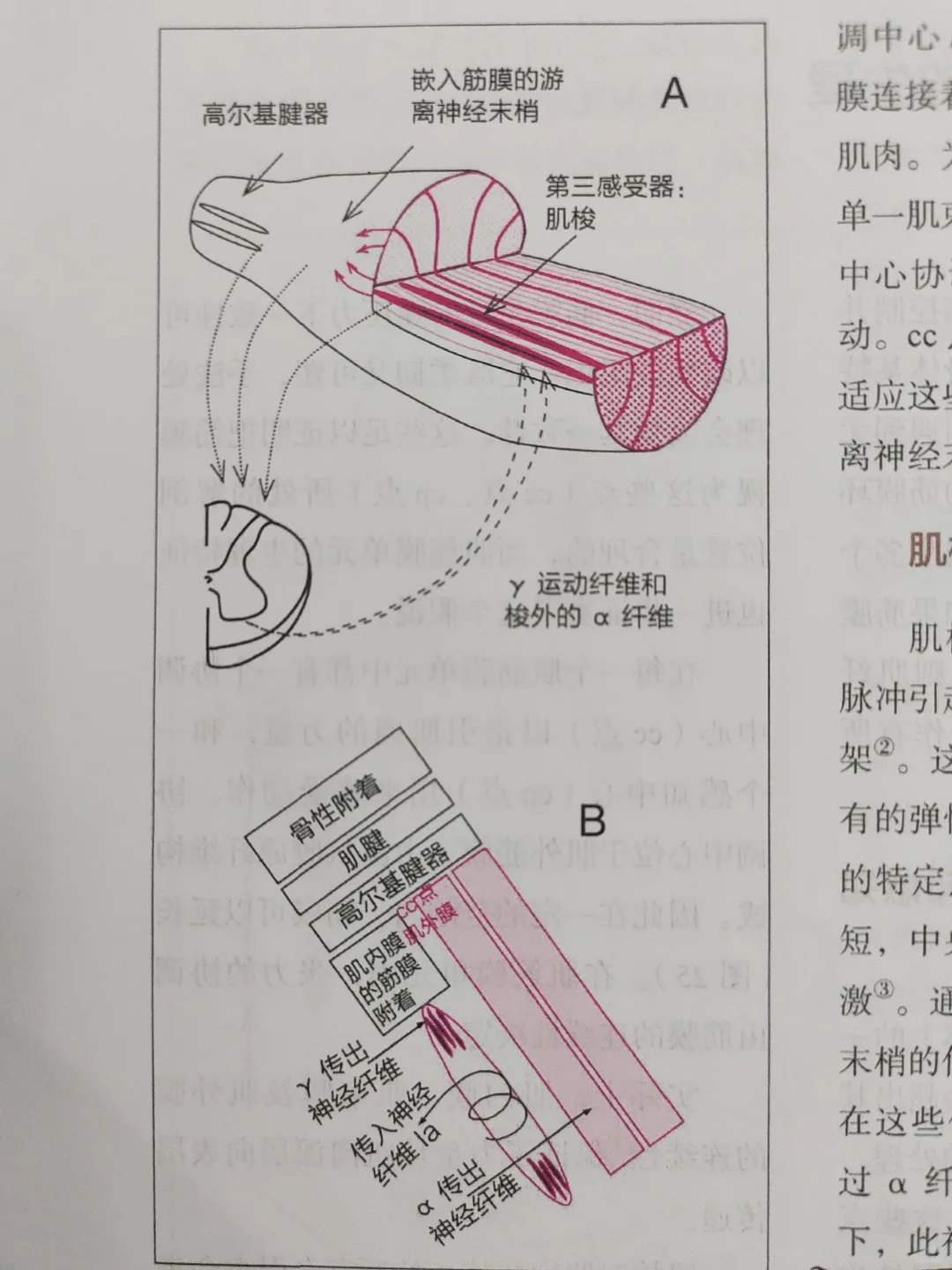 关节疼痛的产生