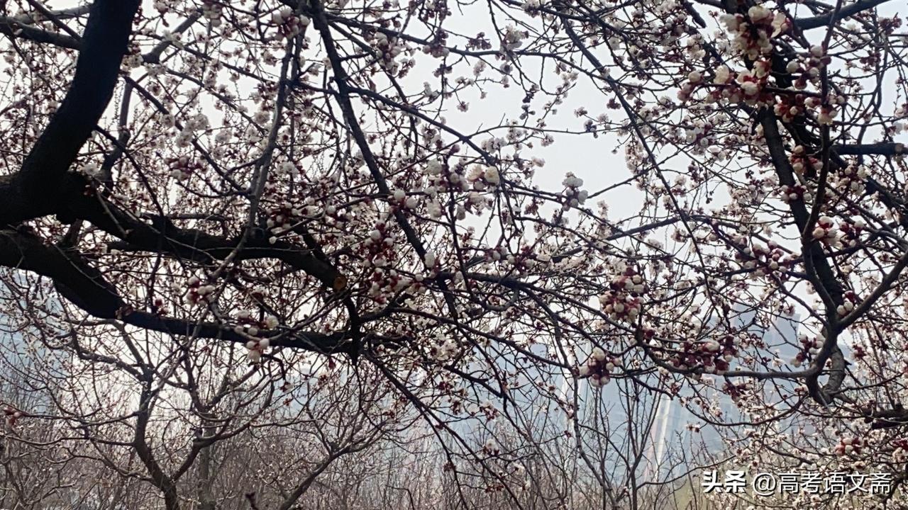 晒图笔记大赛春日花海，繁花似锦，美不胜收！🌸🌸🌸