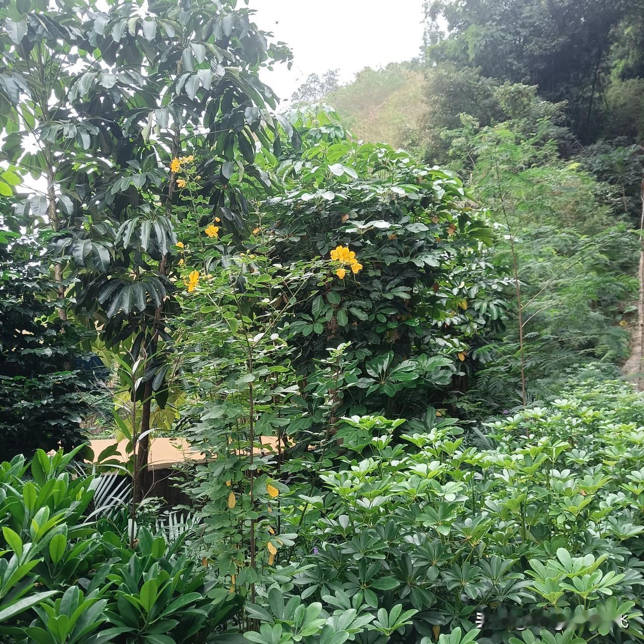 早晨，一个人坐在山边静静地读书，风儿温柔地吹着，多惬意！
#秋日生活打卡季# 