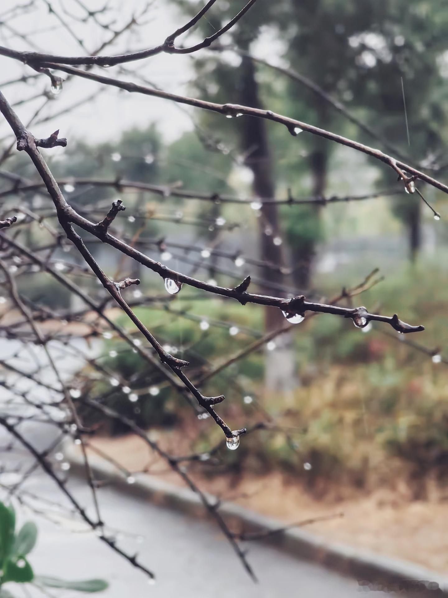 下雨嘞，春天不远了 