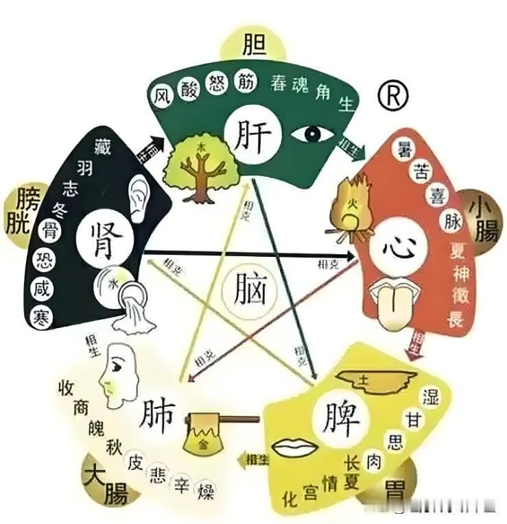 五脏津液不足，各自都有怎样的症状表现？一次说清楚

1、脾津液不足——嘴唇干
辩