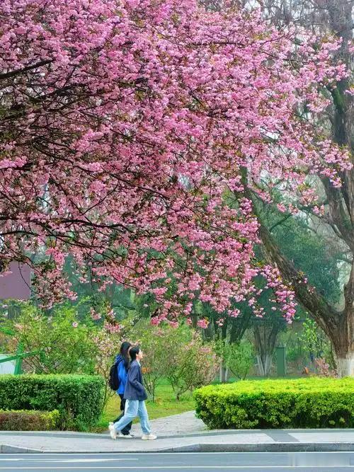 谈恋爱也是一门情感交流课程大学时光，是青春洋溢、激情四溢的阶段。在这个阶段，谈恋