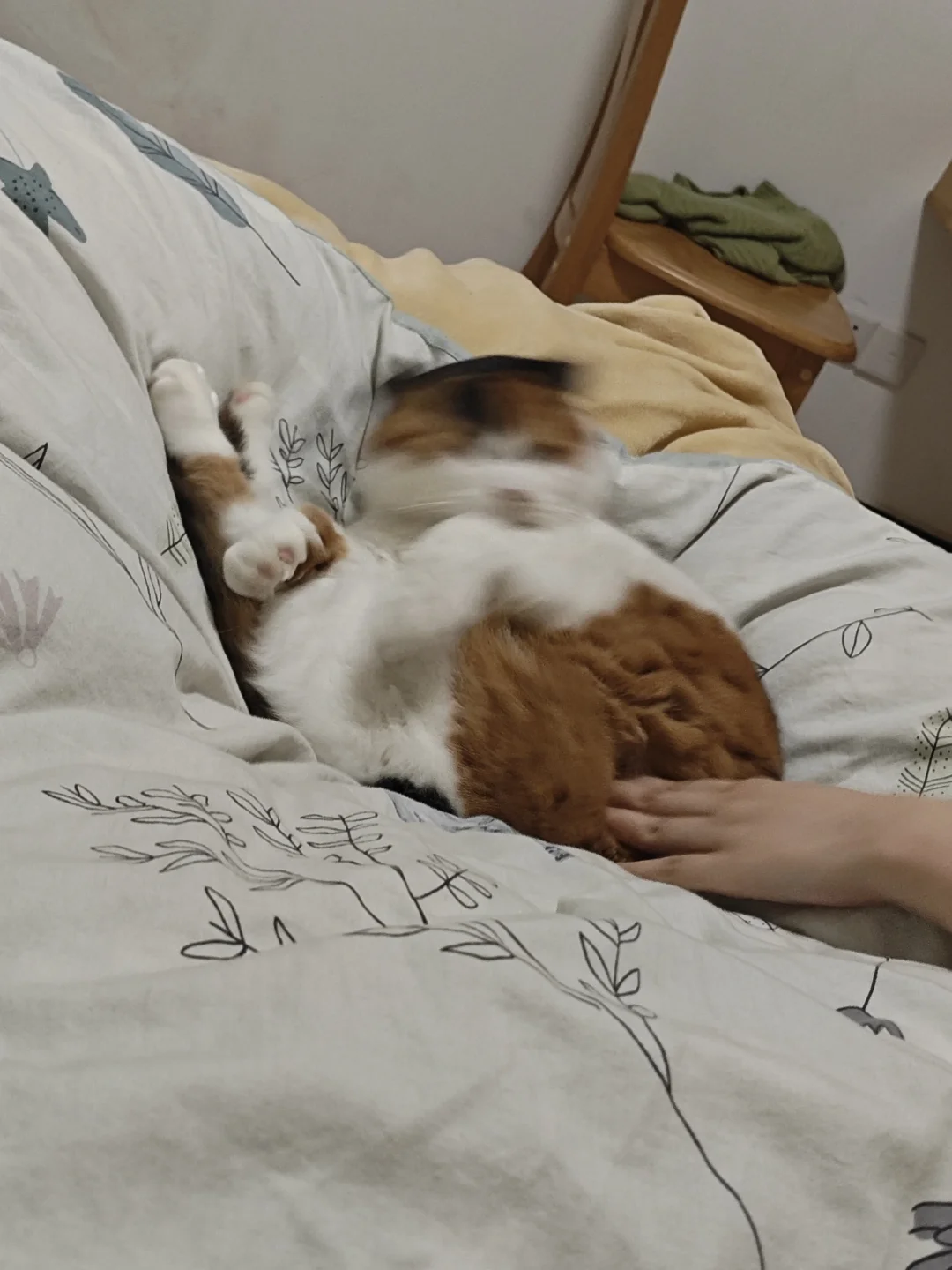 摸一把小猫屁股，她就生气了