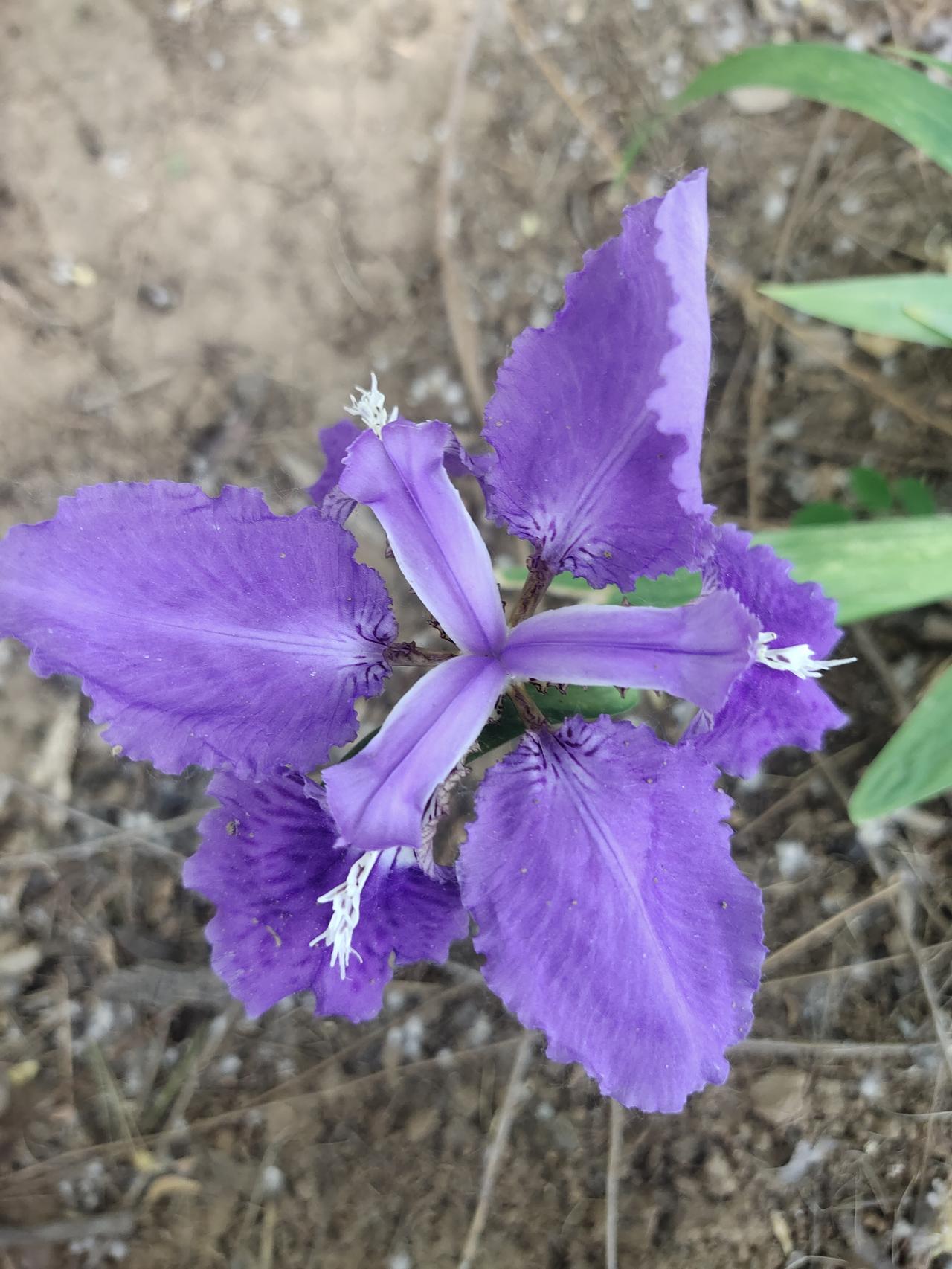 今天继续晒我拍的花儿。那四月雪真是美得超凡脱俗，那细碎的花瓣如同雪花般轻盈洁白，