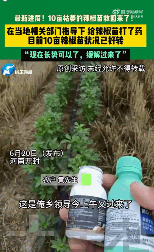 靠天吃饭，河南开封，一农户面对自家十亩地里成片耷拉着脑袋、枯黄濒死的辣椒苗，急得