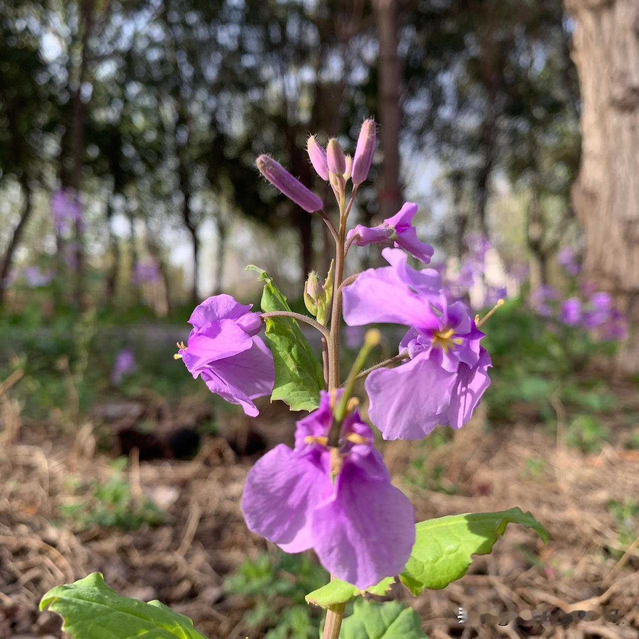 #拍一张春天最美的照片#