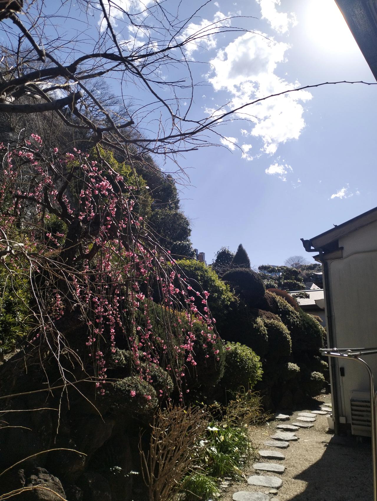 春日生活打卡季寺庙路边桃花开，朵朵盛开恣意欢