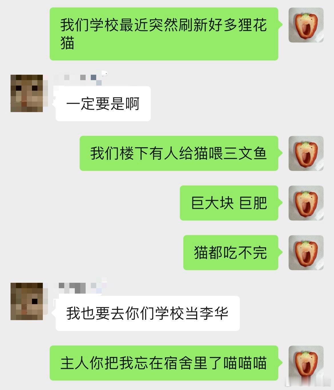 喂猫的三文鱼比我买给自己吃的还肥主人 你在哪里啊主人 